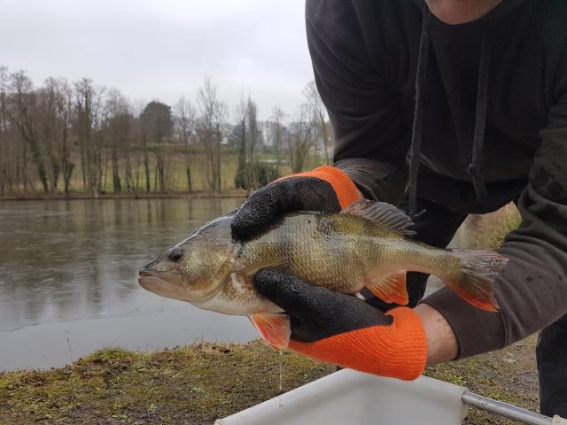 Photo ✅ 2 Etangs privés & naturels - Petit club - Poissons diversifiés image 4/6
