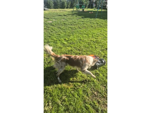 Photo Saille border collie merle chocolat image 4/4