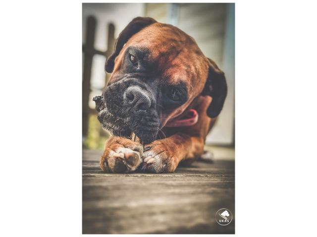 Photo Saillie Boxer image 4/6