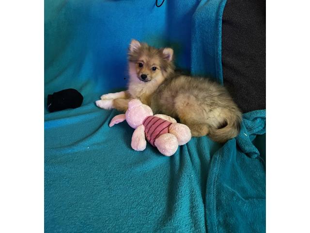 Photo Spitz nain mâle 5 mois image 4/4