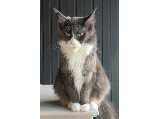 Photo Splendides chatons bleues smokes image 4/5