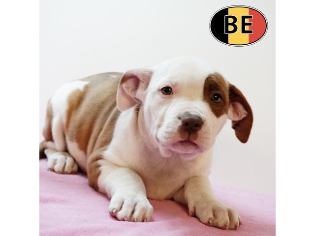 Photo Splendides chiots American Staffordshire Terrier image 4/6