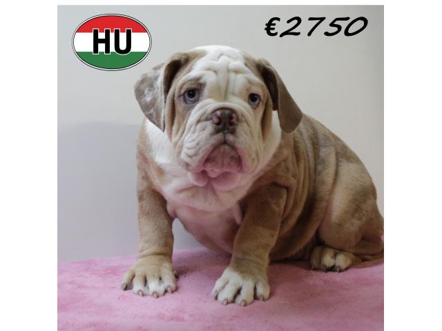 Photo Splendides chiots Bouledogue Anglais de différentes couleurs image 4/6