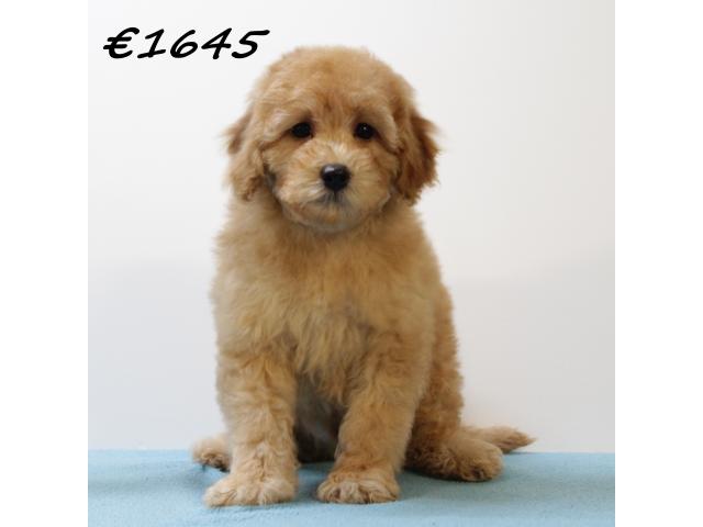 Photo Splendides chiots Caniche Nain image 4/6