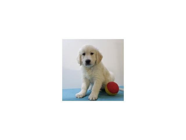 Photo Splendides chiots Golden retriever à vendre image 4/5