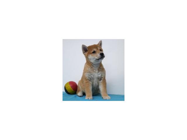 Photo Splendides chiots Shiba Inu à vendre image 4/6