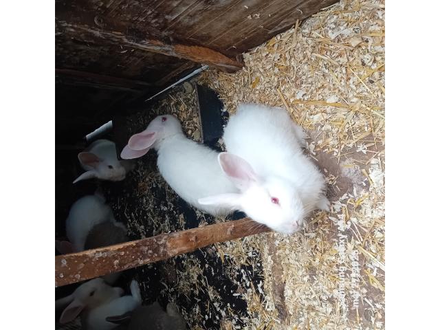 Photo ???? Craquants Bébé Lapins à Vendre ! ???? image 4/4