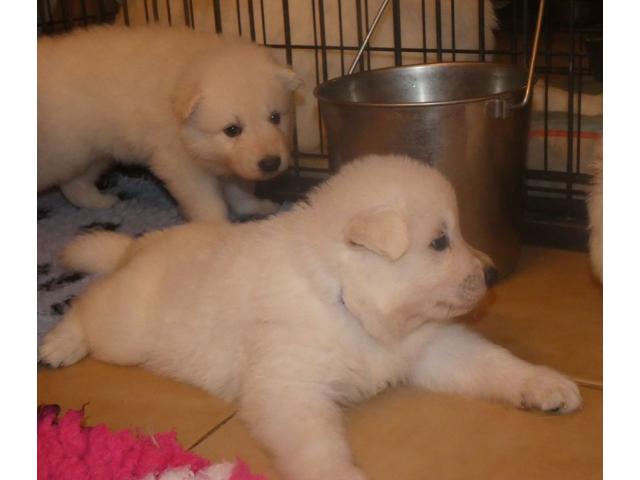 Photo Sublimes petits chiens males et femelle image 4/6