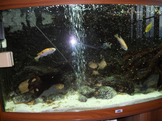 Photo Superbe aquarium juwel image 4/6
