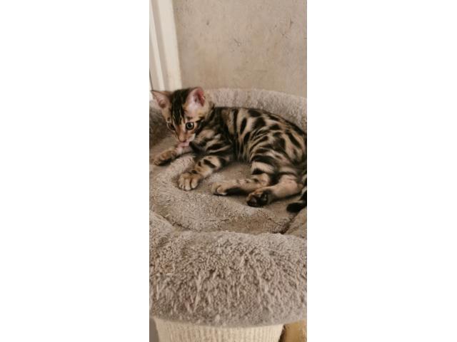 Photo superbe bébé Bengal mâle LOOF image 4/4