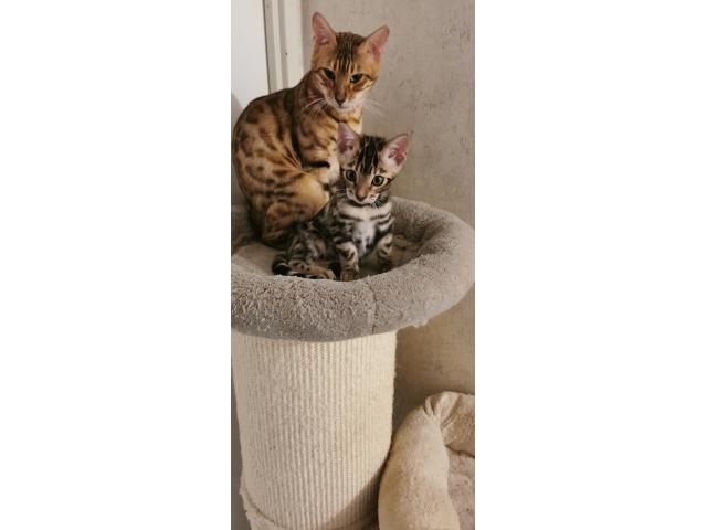 Photo superbe bébé Bengal mâle LOOF image 4/4