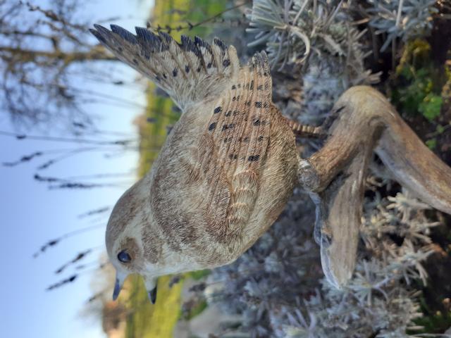 Photo SUPERBE OISEAU EN POLY RESINE SUR BRANCHE (le troglodyte) image 4/6