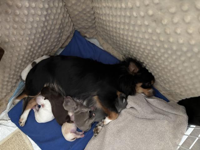 Photo Superbe petite femelle chihuahua image 4/5