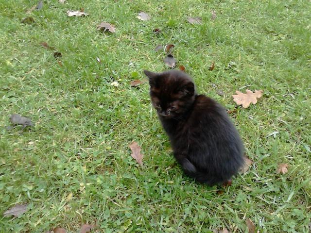 Photo superbes chatons noirs image 4/4