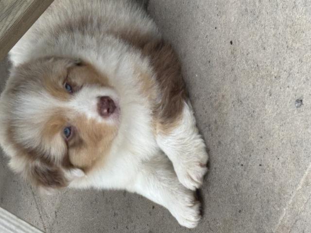 Photo Superbes chiots berger australiens disponibles image 4/6