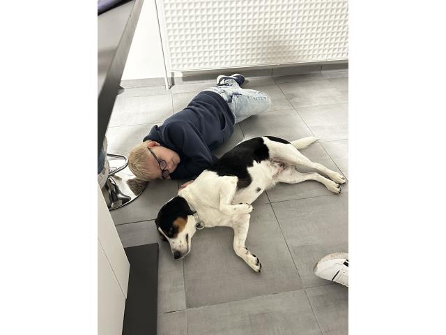 Photo Syla, Beagle croisé Jack Russel image 4/5