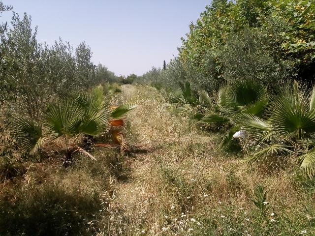 Photo Terrain agricole à vendre route de L'Ourika image 4/5