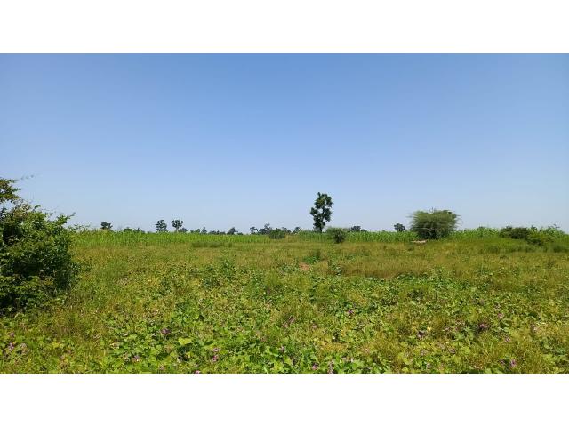 Photo Terrain agricole de 1 hectare à vendre à Sandiara image 4/4