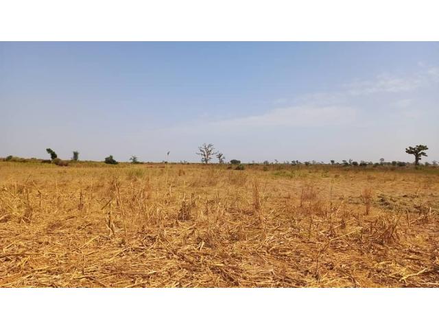 Photo Terrain agricole de 1 hectare à vendre à Téne Toubab image 4/6