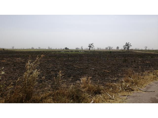 Photo Terrain agricole de 3 hectares à vendre à Sandiara image 4/5