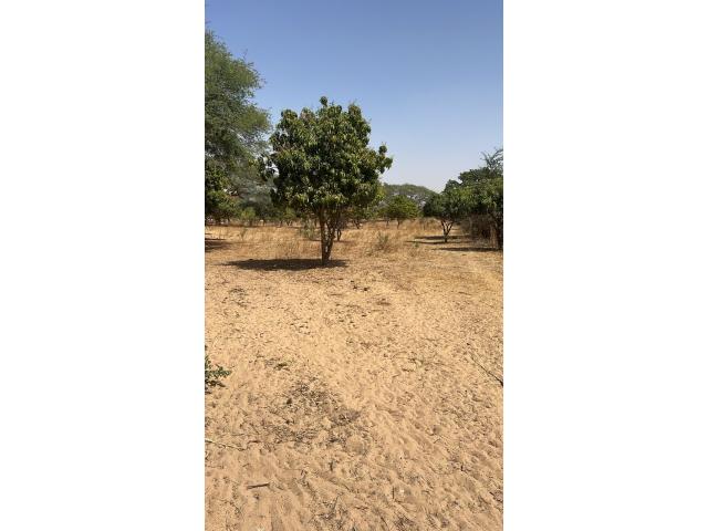 Photo Terrain agricole de 4 hectares à vendre à Notto Sénégal image 4/4