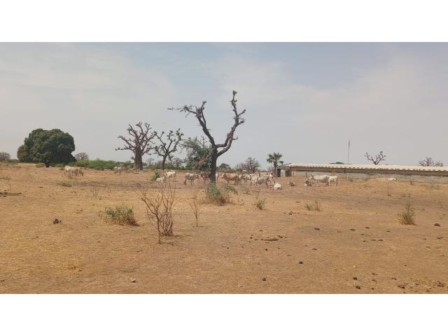 Photo Terrain de 1 hectare à vendre à Sandiara Sénégal image 4/4