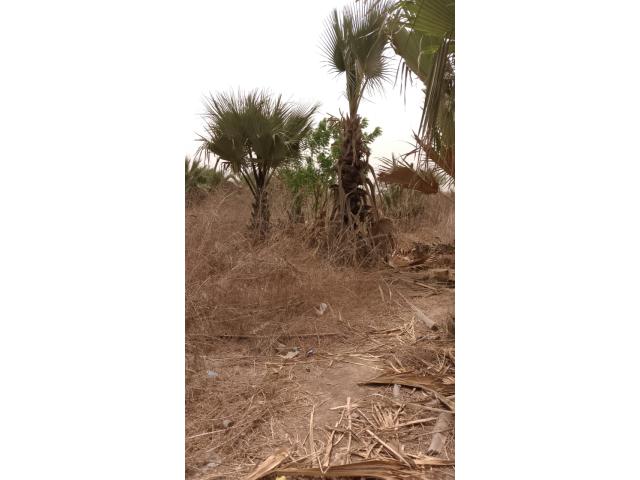 Photo Terrain de 1200 mètres carrés à vendre à Saly, Sénégal image 4/6