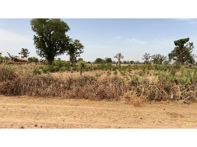 Photo Terrain de 1hectare et demi à vendre à Louly Sénégal image 4/4
