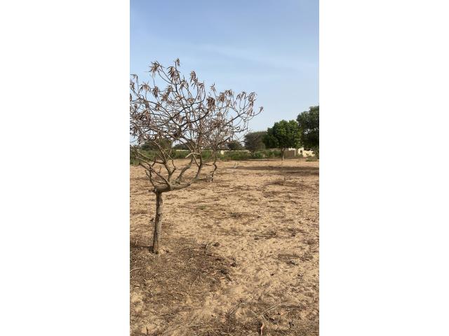 Photo terrain de 250 metres carres a malicounda image 4/4