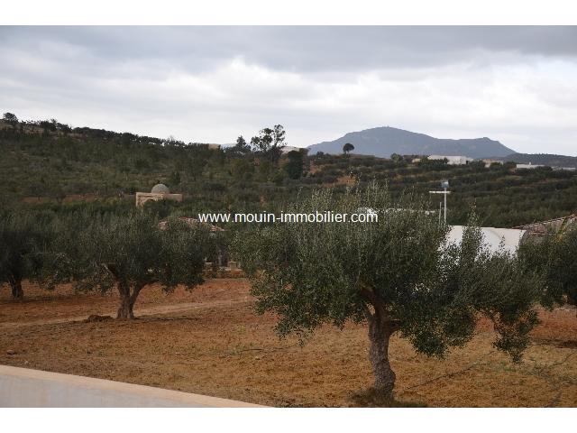 Photo Terrain Jihen T334 Hammamet Latrach image 4/5