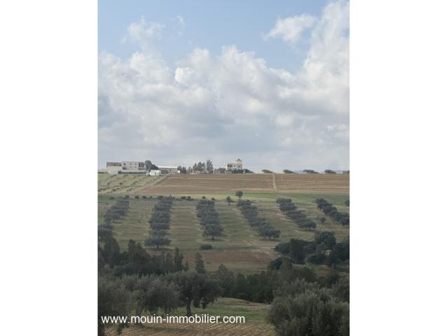 Photo TERRAIN MZIRAA Hammamet Birbouregba T1024 image 4/5
