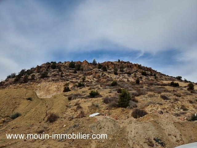 Photo TERRAIN RUBY Hammamet Sud El Monchar T1079 image 4/4