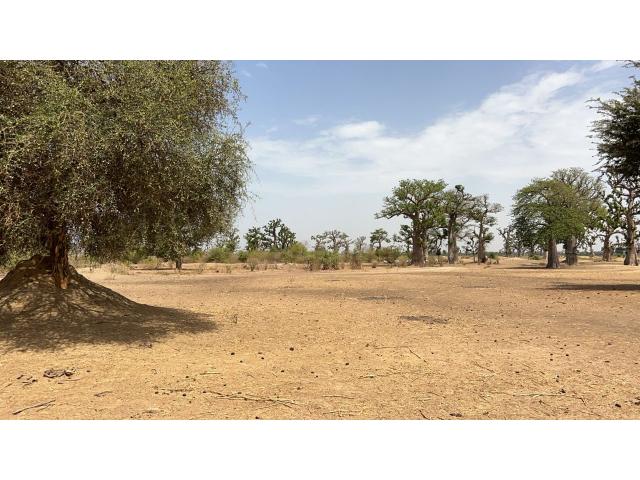 Photo Terrains agricoles de 8 hectares à vendre à Louly Sénégal image 4/4
