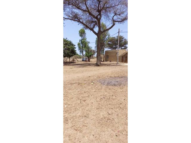 Photo Terrains de 225 mètres carrés à Saly Joseph image 4/4
