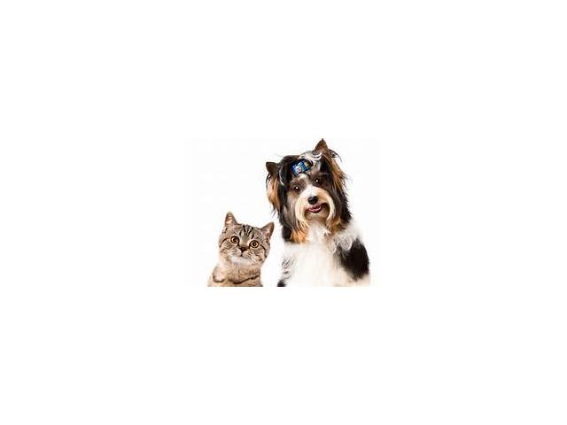 Photo toilettage rougier chien et chat image 4/4