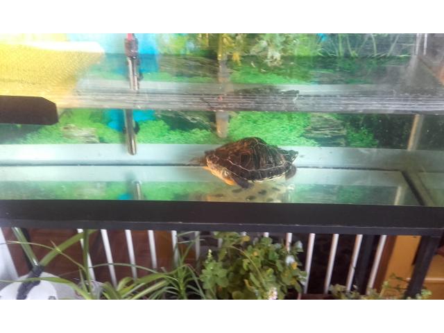Photo tortue avec son aquarium de 120 l complet a vendre image 4/4