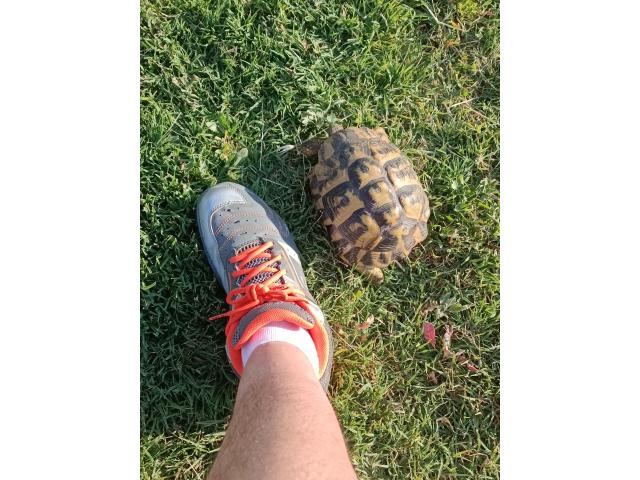 Photo Tortue femelle 10 ans image 4/4