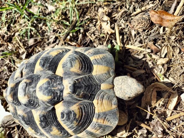 Photo Tortue HERMANN image 4/4