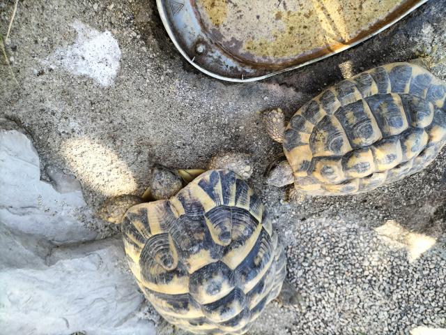Photo Tortue HERMANN image 4/5