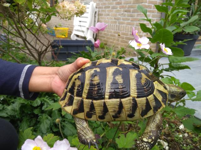 Photo Tortue Hermann - Tortues de terre - tortue terrestre image 4/6