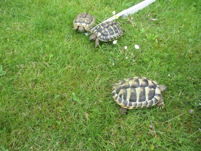 Photo tortue terrestre de 2022 image 4/4