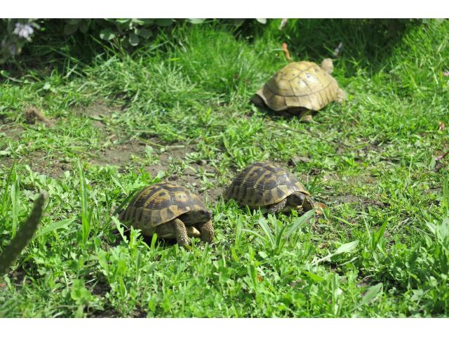 Photo Tortues Hermann avec documents CITES image 4/4