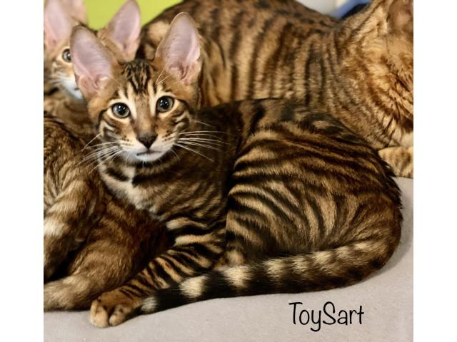 Photo Toyger chatons brown image 4/5