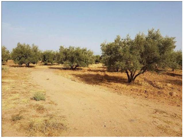 Photo très beau terrain 4 Hectares route D ourika image 4/4