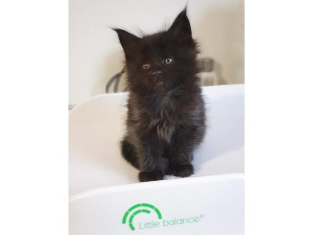 Photo Trés beaux chatons maine-coon (gros gabarit à taille adulte) image 4/6
