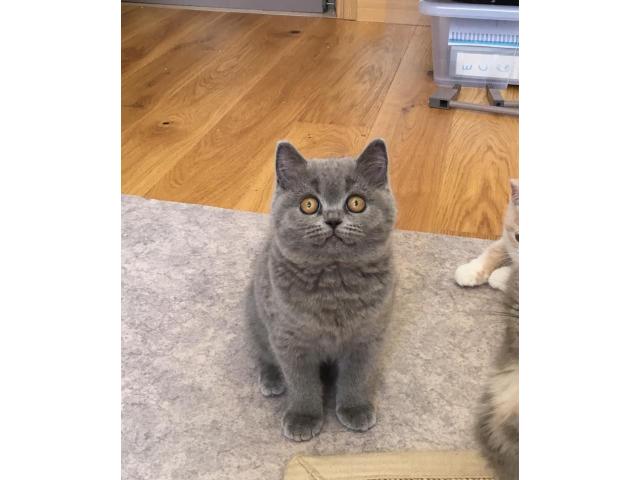 Photo Trés belle petite femelle british shorthair image 4/4