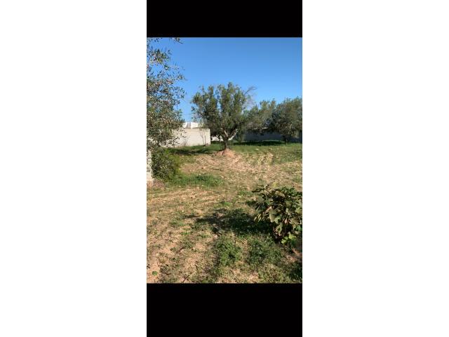 Photo VEND TERRAIN DJERBA, MIDOUN CENTRE image 4/5