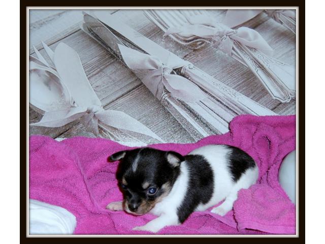 Photo vend très beau bébés chichis pure race image 4/6