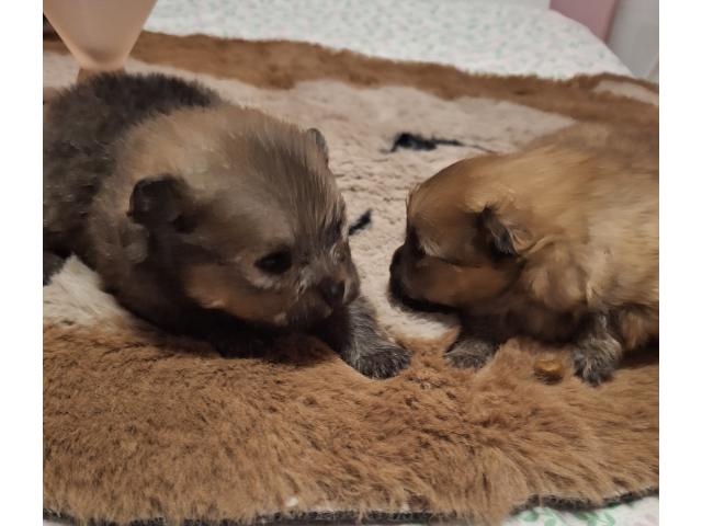 Photo Vendre magnifique chiots Spitz nains maman agree  HK 01600994 image 4/6