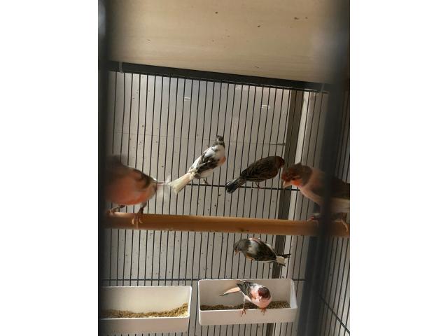Photo Vente d’oiseaux avec cages et accessoires image 4/6